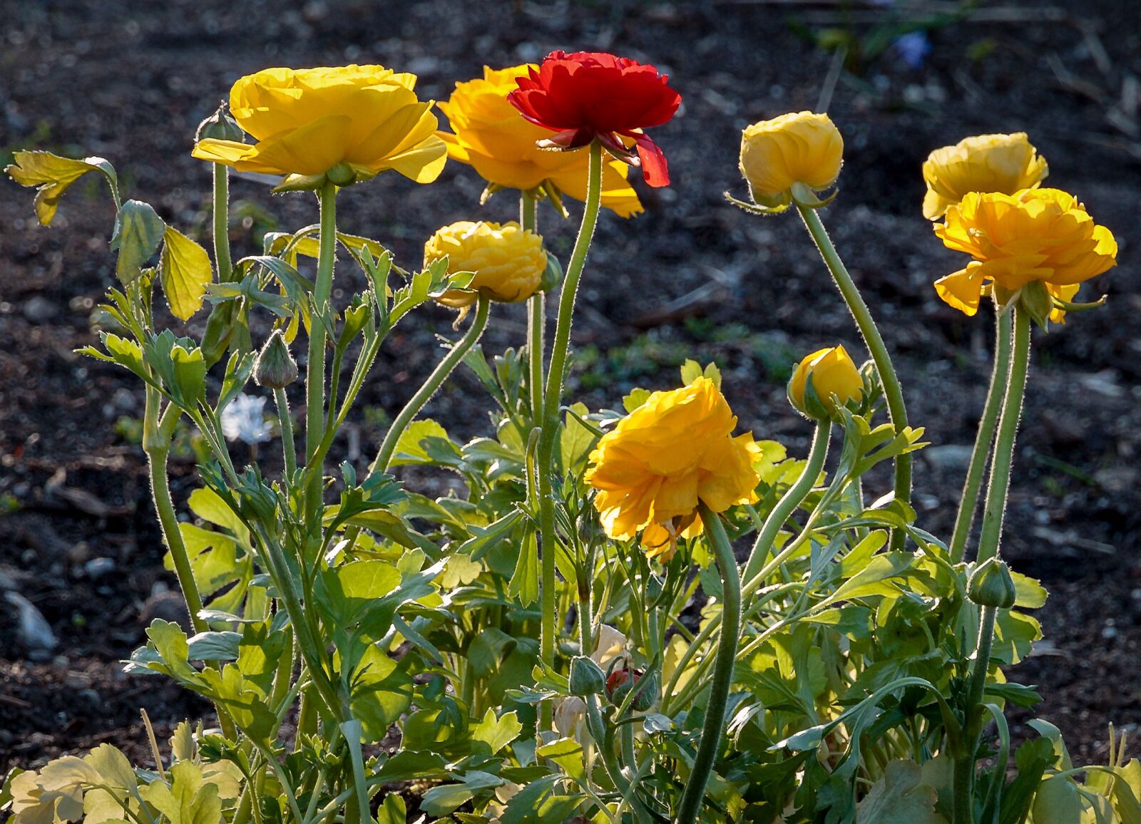 Canon EOS 7D sample photo. Flowers, plant, yellow flower photography