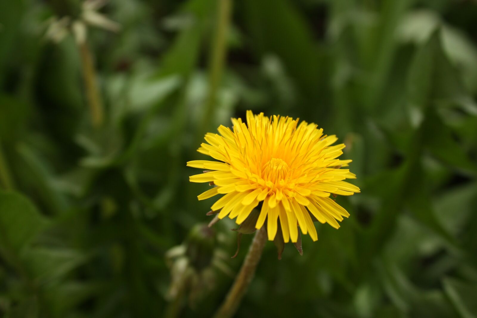 Canon EOS 450D (EOS Rebel XSi / EOS Kiss X2) sample photo. Sonchus oleraceus, nuns, weed photography