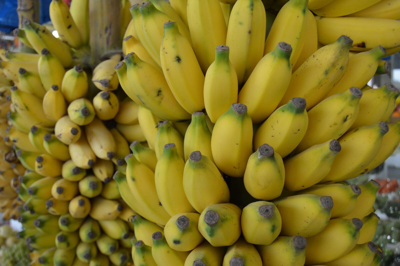 Nikon D3200 sample photo. Banana, small banana, organic photography