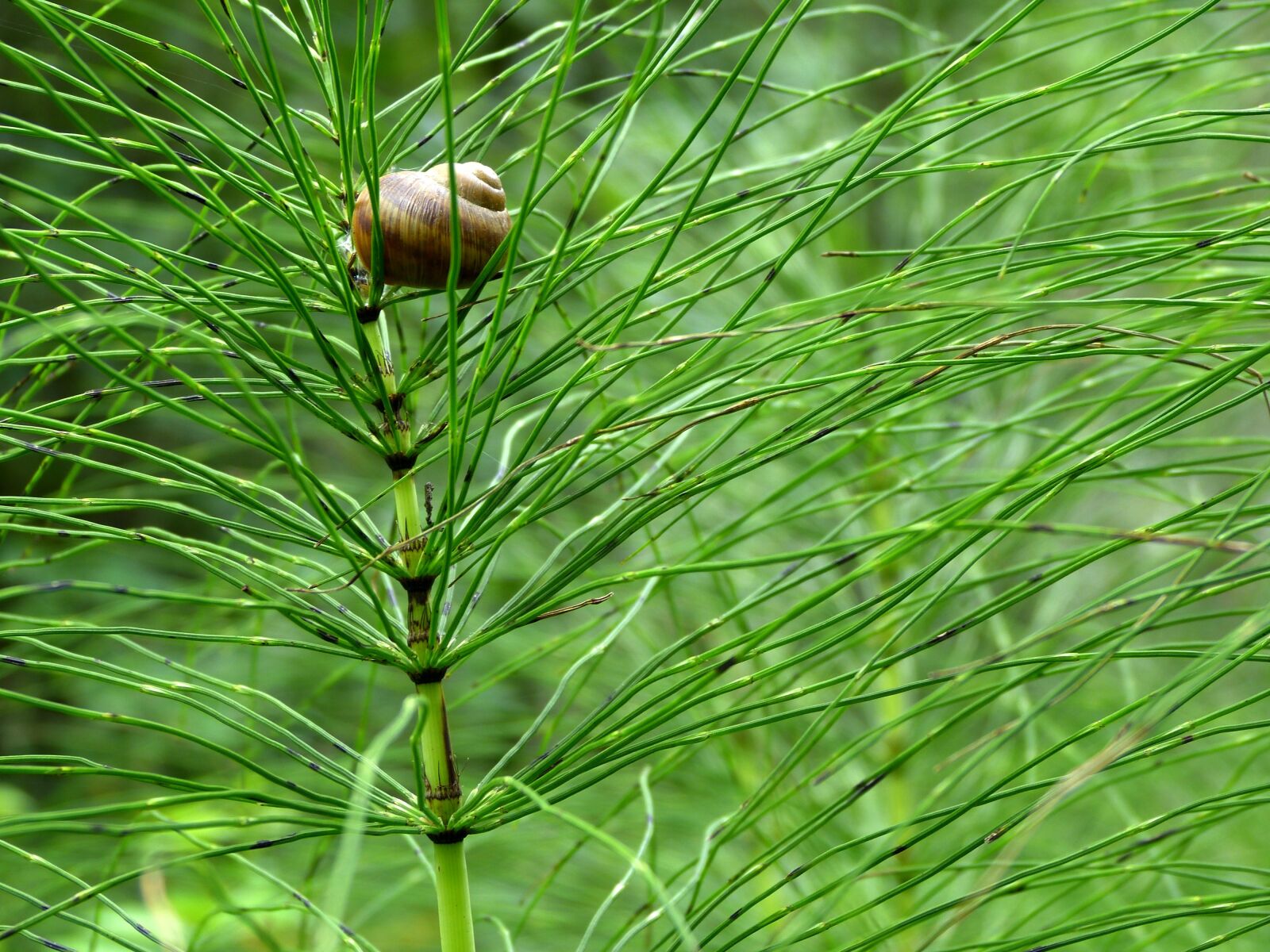 Panasonic Lumix DMC-FZ150 sample photo. Horsetail, shell, green photography