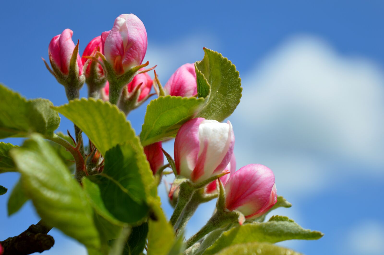 Nikon D3200 sample photo. Apple blossom, bud, fruit photography