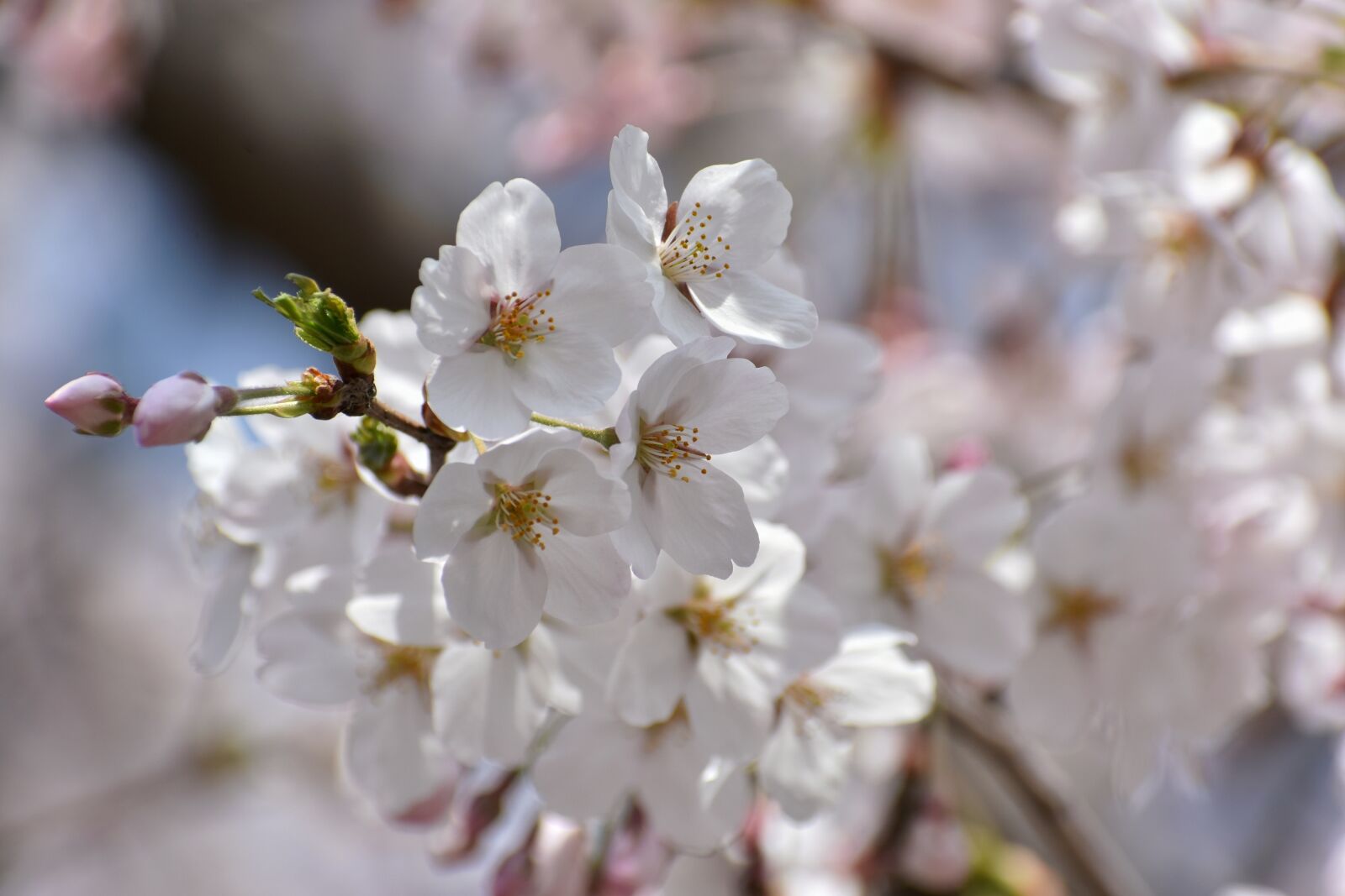 Nikon D7200 sample photo. Natural, landscape, plant photography