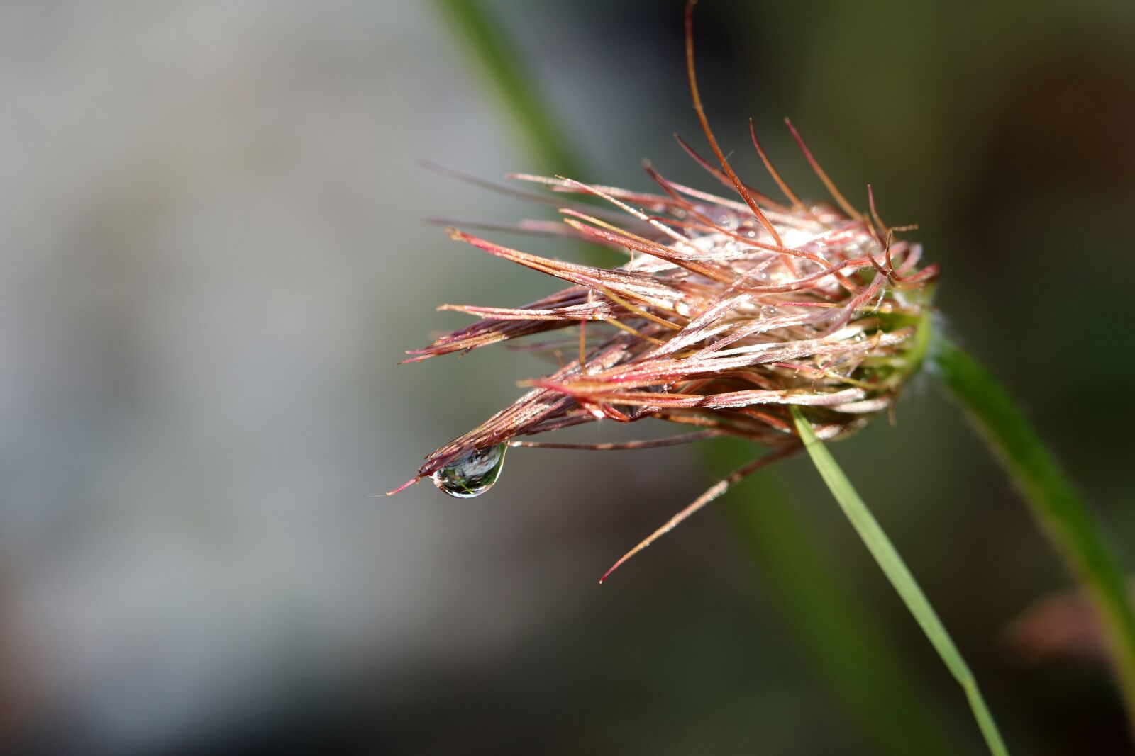 Canon EOS 7D Mark II sample photo. Sasanka, rosa, seeds photography