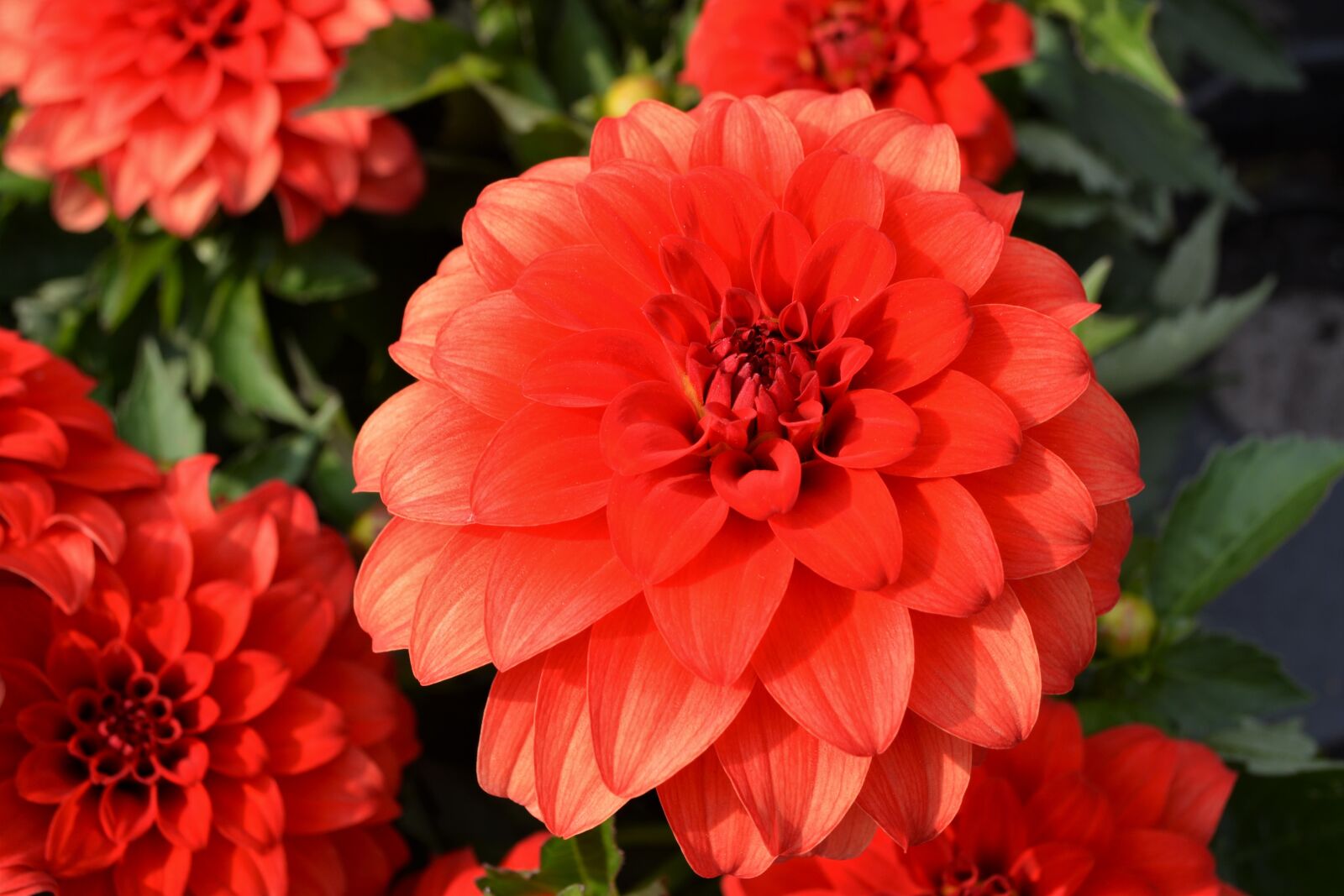 Nikon D5200 sample photo. Red, blossom, bloom photography