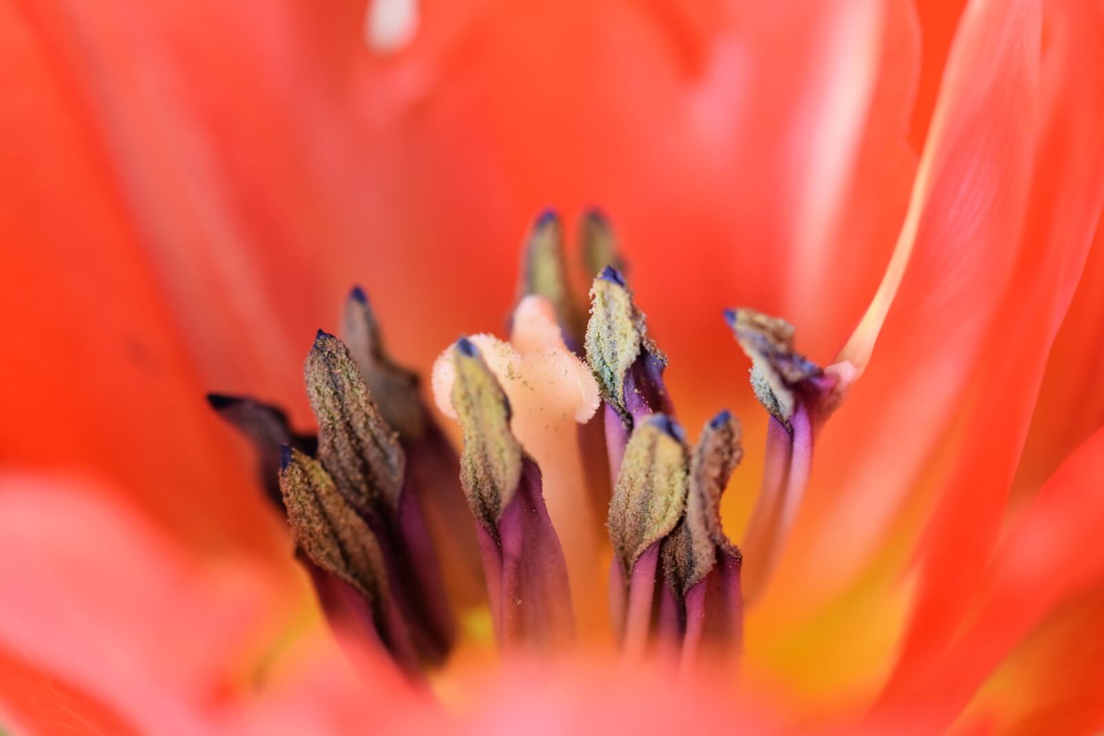 Nikon D5500 sample photo. Tulip, flower, blossom photography