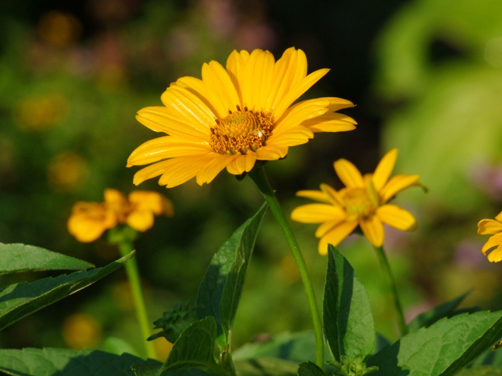Fujifilm FinePix S100fs sample photo. Flower, yellow, beautiful photography