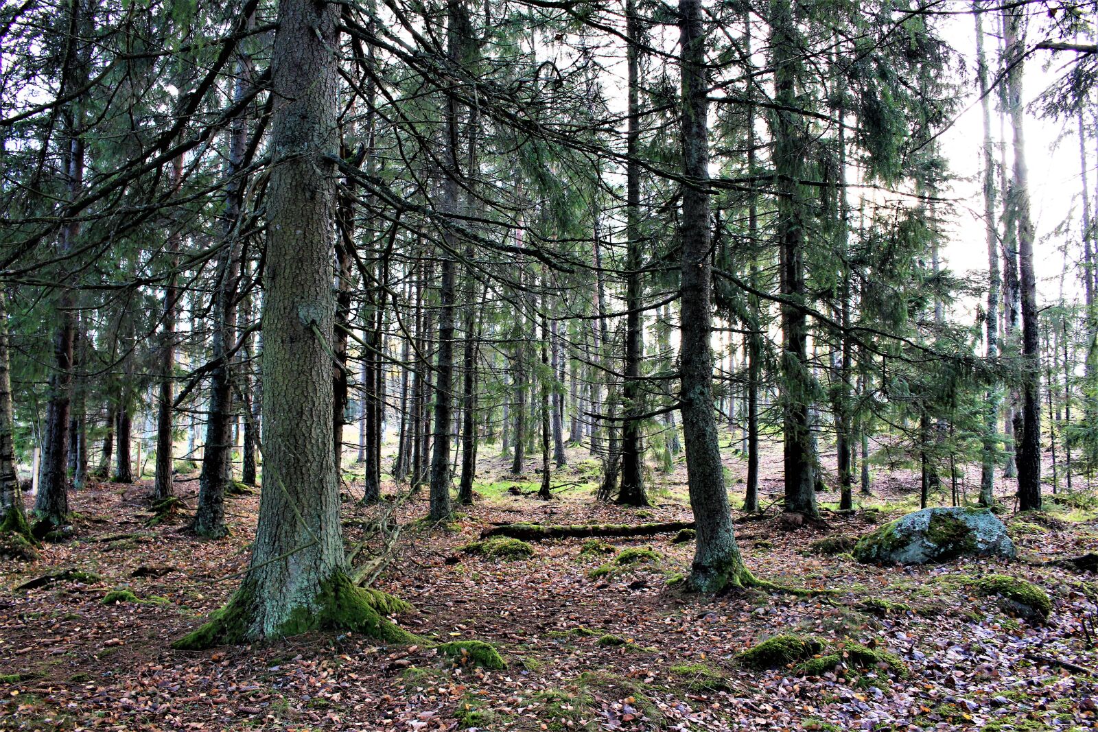 Canon EOS 700D (EOS Rebel T5i / EOS Kiss X7i) sample photo. Forest, nature, tree photography