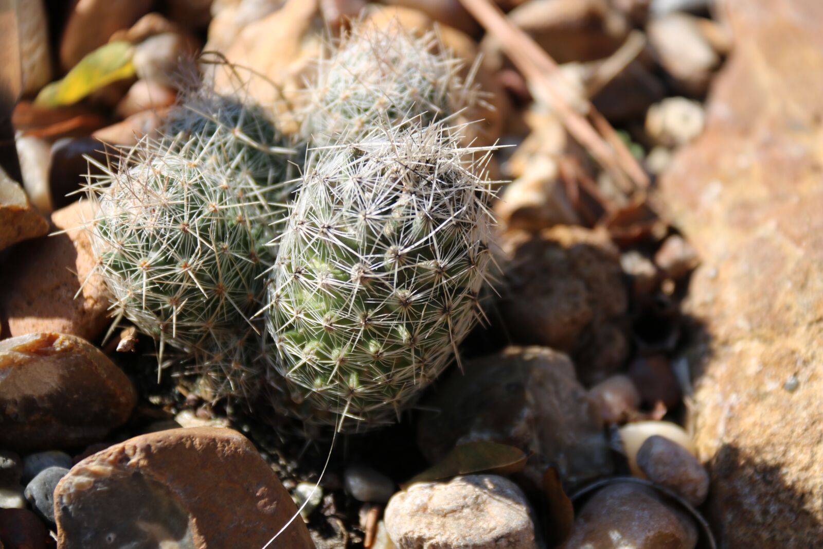 Canon EOS 750D (EOS Rebel T6i / EOS Kiss X8i) + Canon EF-S 18-200mm F3.5-5.6 IS sample photo. Cacti, outdoors, nature photography