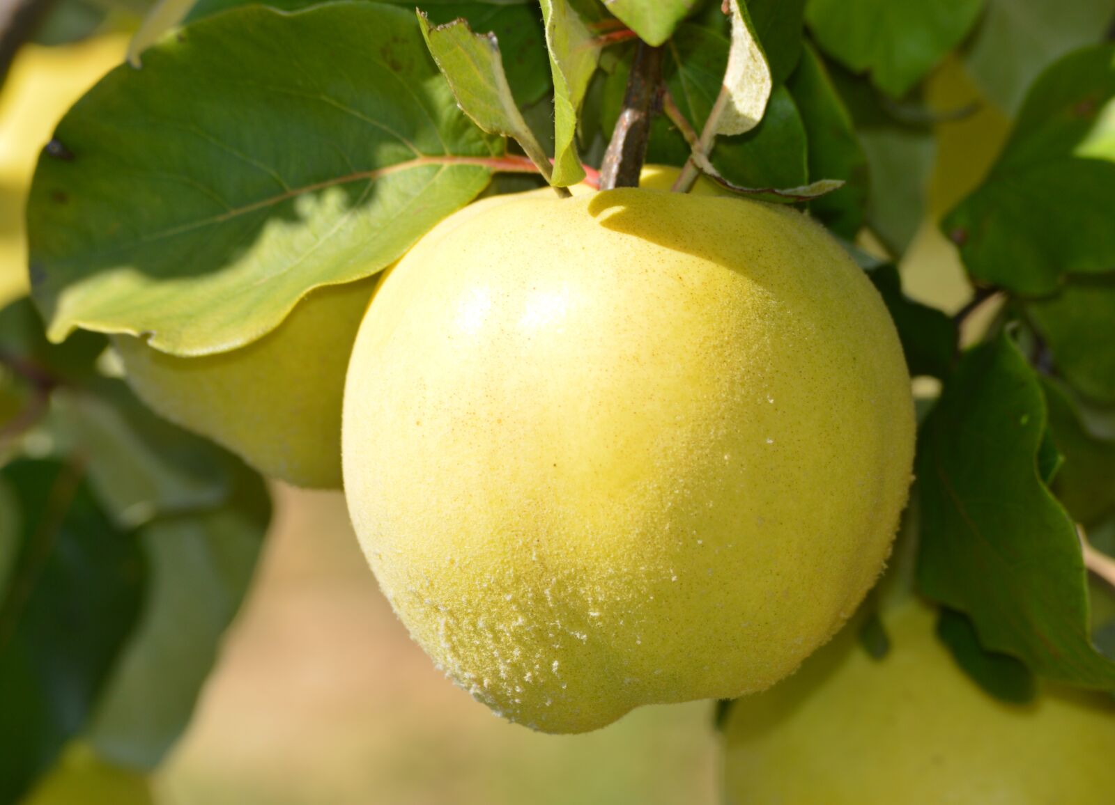 Nikon D3200 sample photo. Nature, green, fruit photography