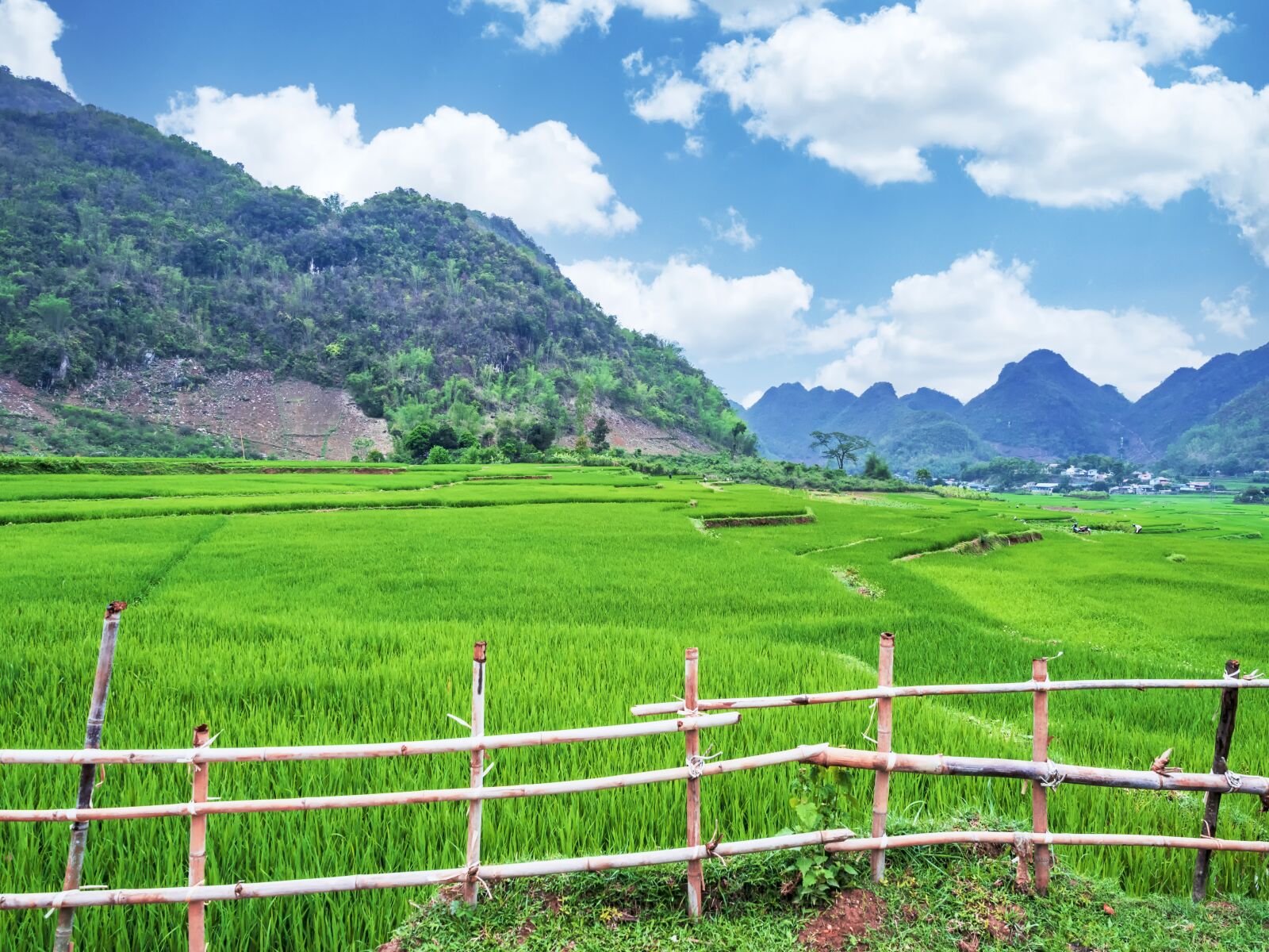 Olympus OM-D E-M1 Mark II + Olympus M.Zuiko Digital ED 12-40mm F2.8 Pro sample photo. Rice, green, cloud photography