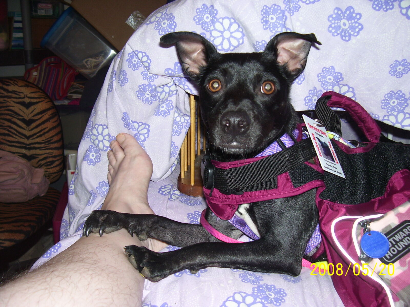 Kodak C340 ZOOM DIGITAL CAMERA sample photo. Animal, attention, backpack, black photography