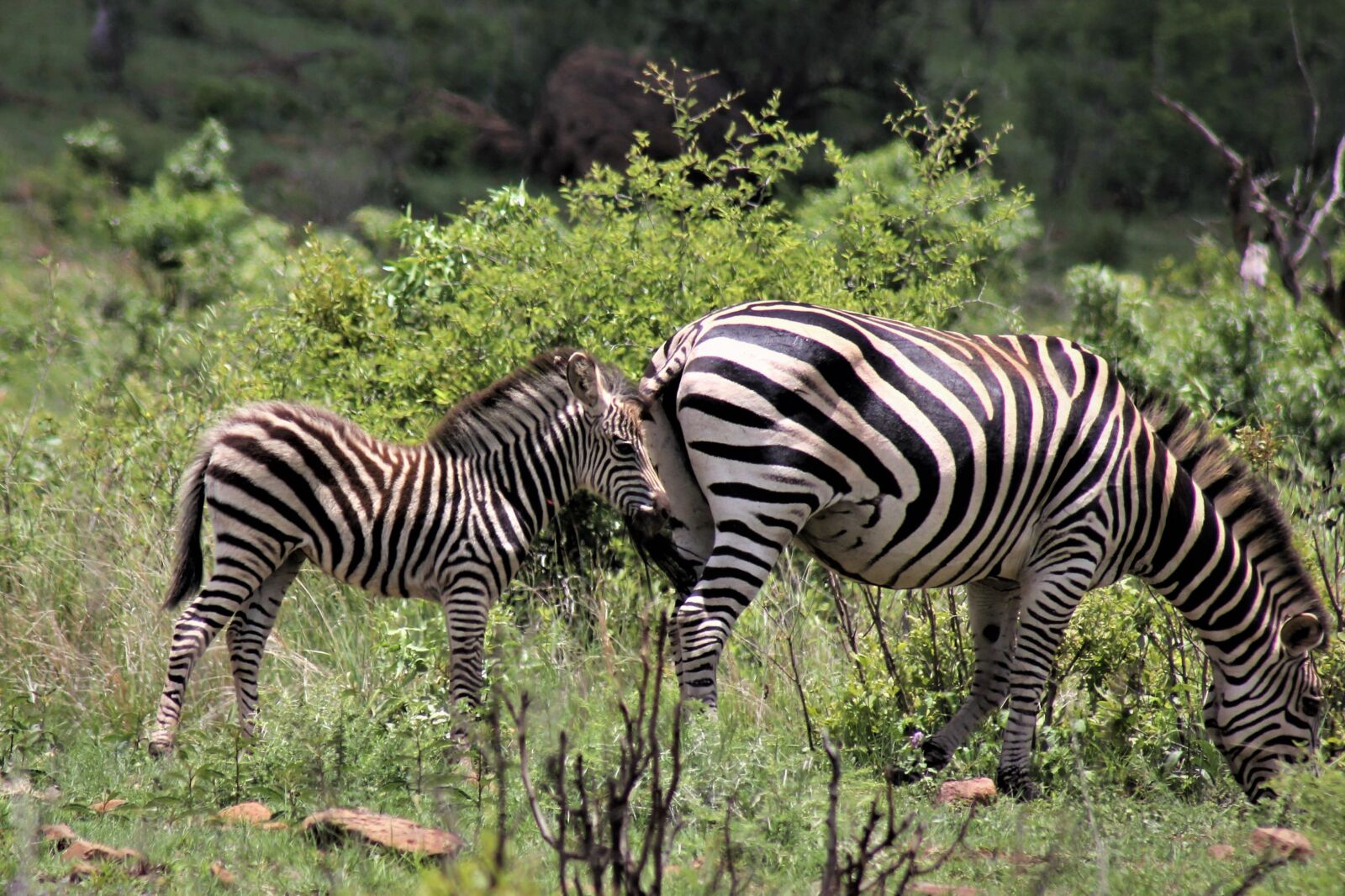 Canon EOS 60D sample photo. Zebra, mare, young photography