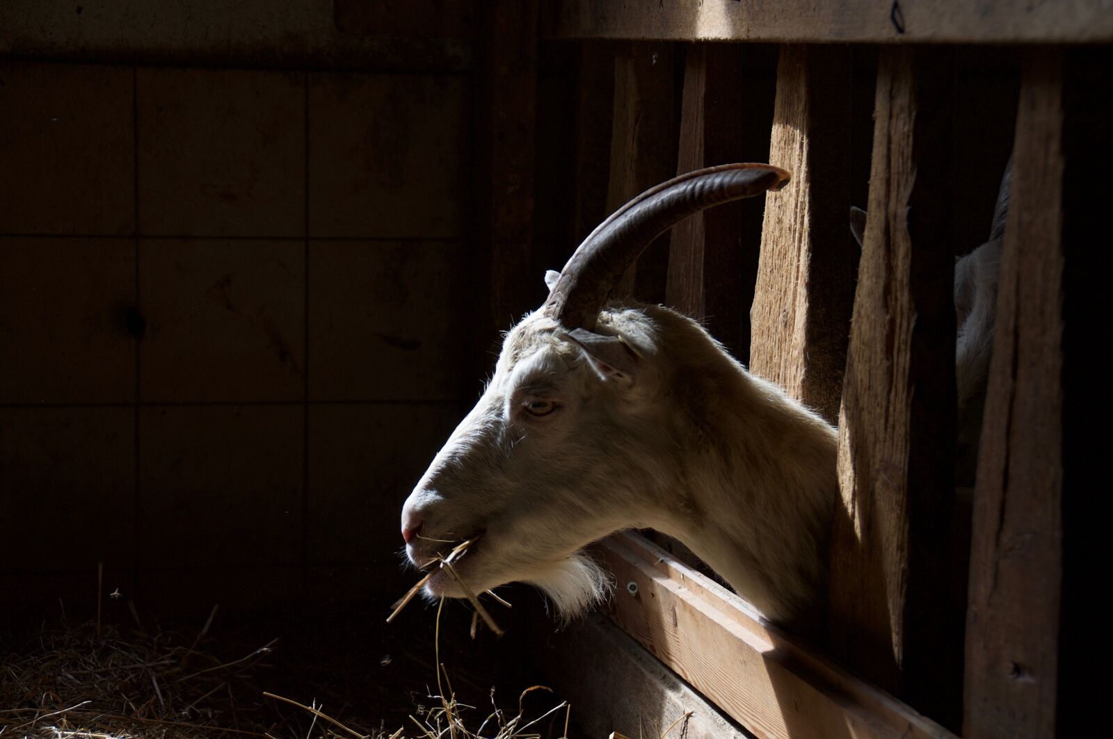 Nikon D5000 sample photo. Capra, stable, livestock photography