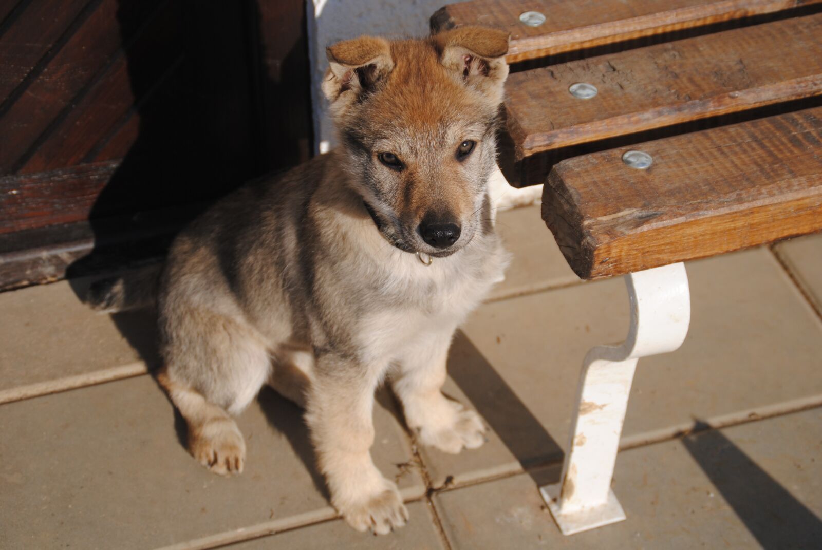 Nikon D3000 sample photo. Dog, puppy, animal photography