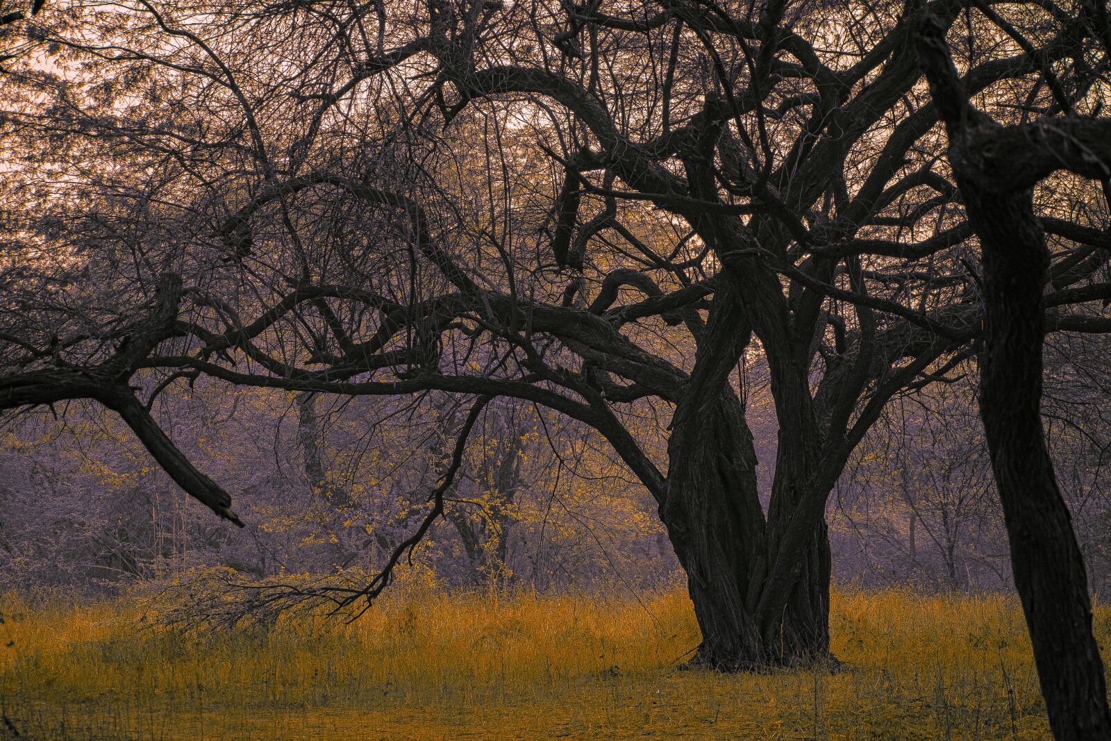 Nikon D3400 sample photo. Tree, landscape, forest photography