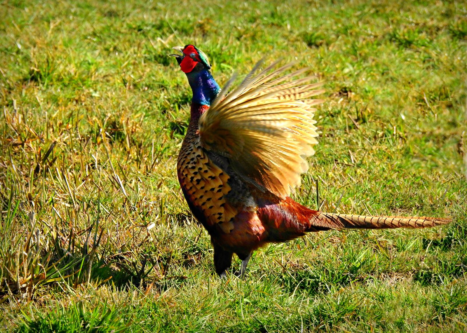 Nikon Coolpix P900 sample photo. Pheasant, bird, animal photography