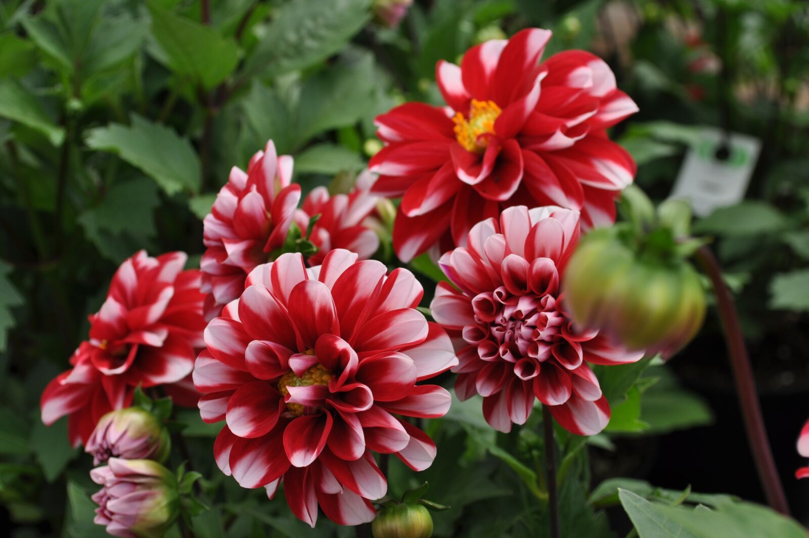 Nikon D5000 sample photo. Flowers, flower, dahlia photography