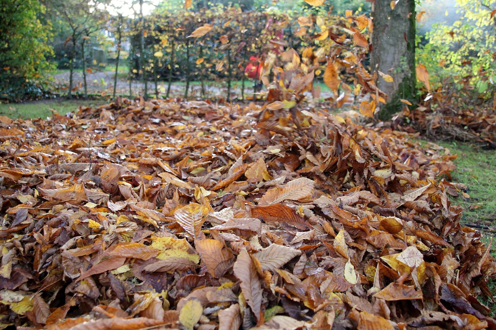Canon EOS 700D (EOS Rebel T5i / EOS Kiss X7i) sample photo. Autumn, leaves, gardening photography