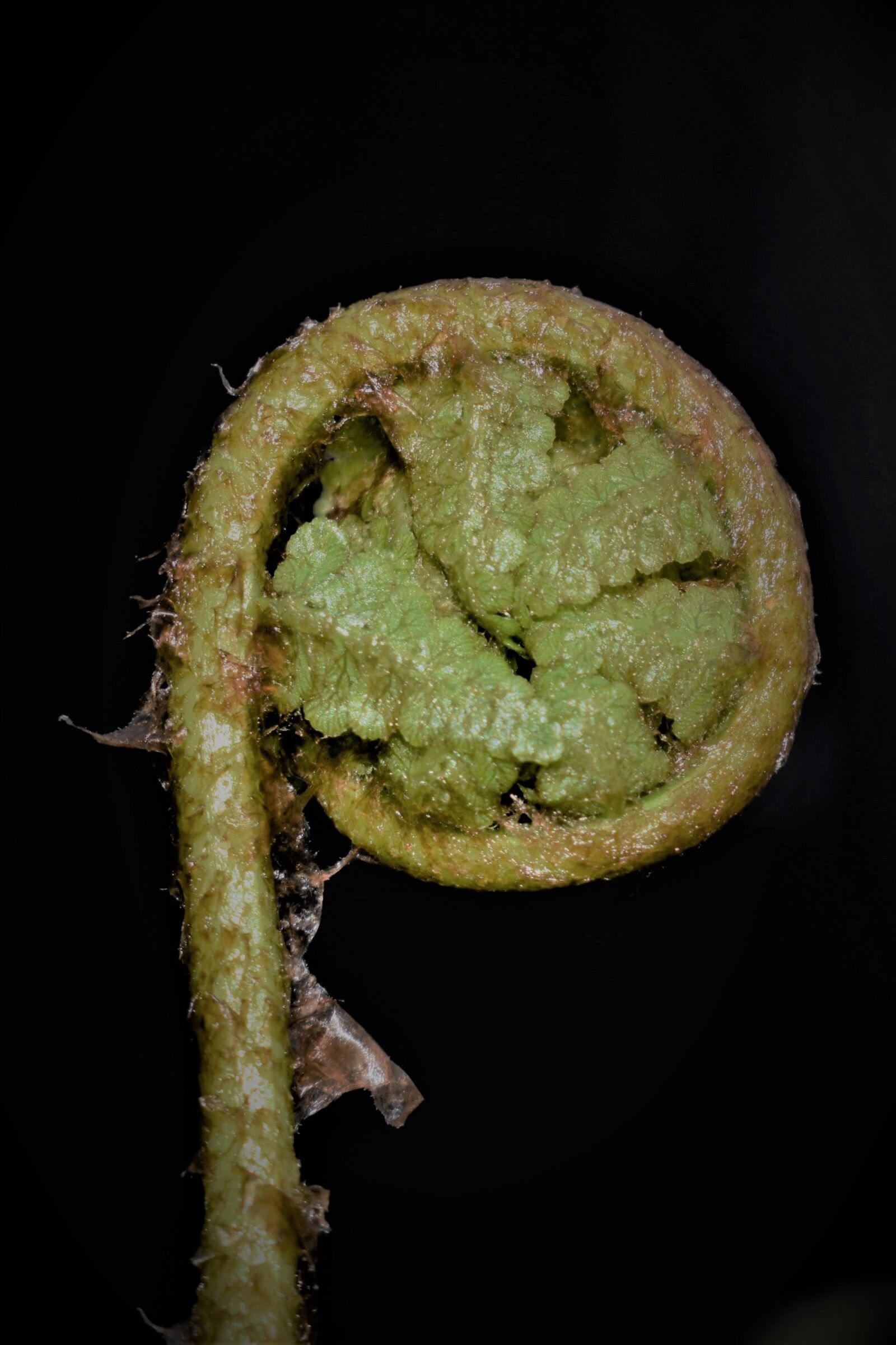 Nikon D5500 sample photo. Fern, fern leaf, leaf photography
