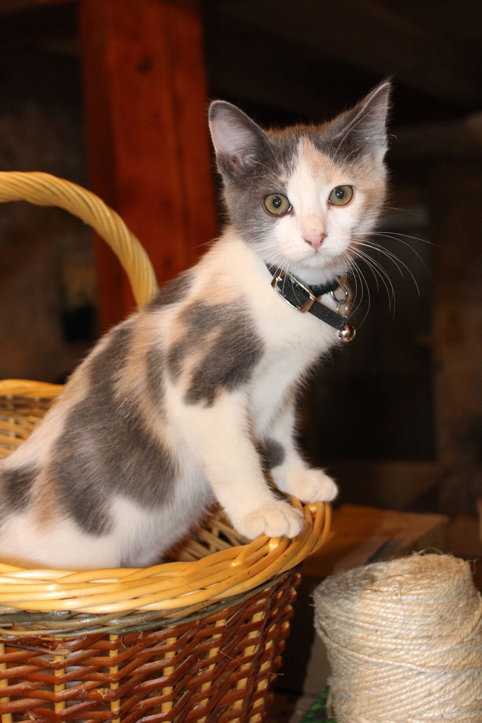 Canon EOS 700D (EOS Rebel T5i / EOS Kiss X7i) sample photo. Cat, kitten, cute photography