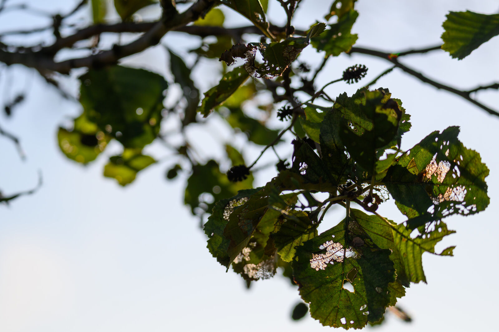 Tamron 150-500mm F5-6.7 Di III VC VXD sample photo. Leaves of decay photography