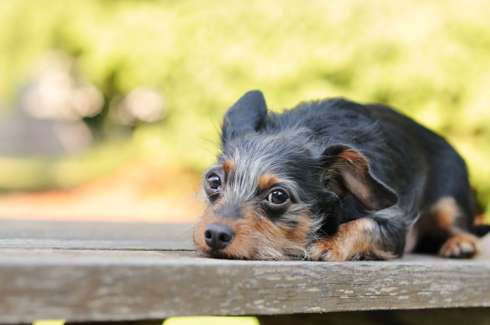 Nikon D90 sample photo. Dog, outside, animal photography