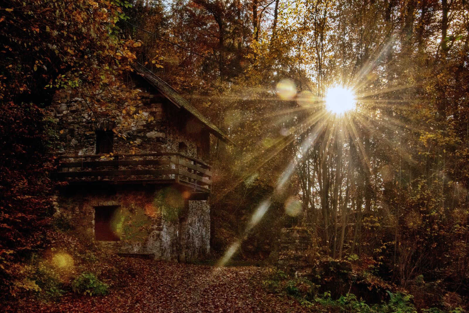 Nikon D750 sample photo. Sunset, forest, carinthia photography