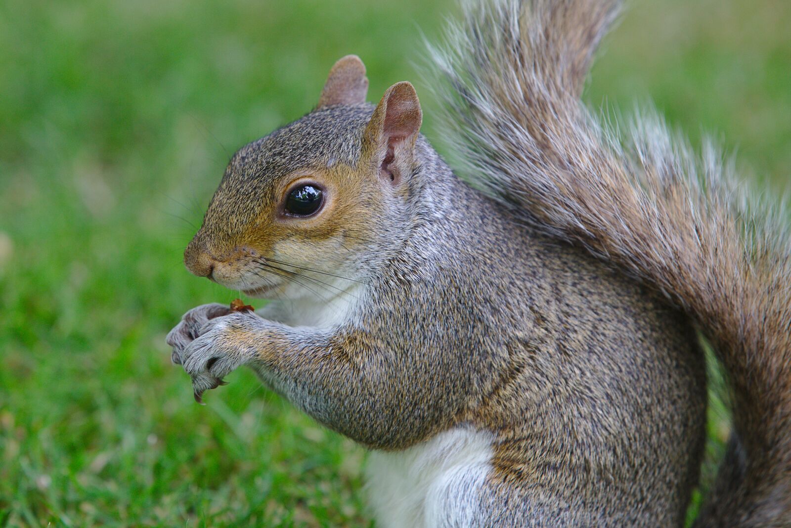 Canon EOS 6D sample photo. Squirrel, animal, rodent photography