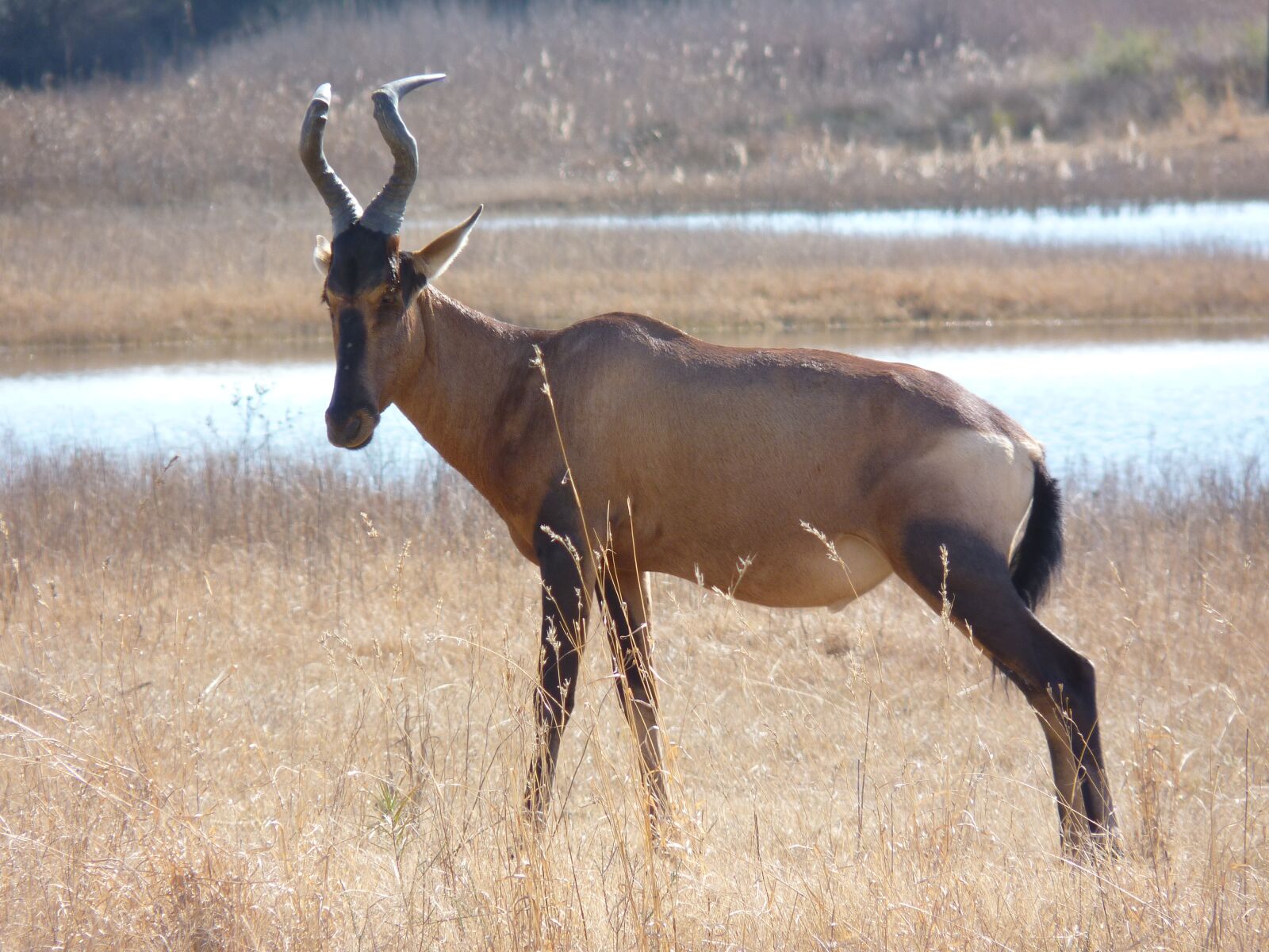 Panasonic Lumix DMC-FZ35 (Lumix DMC-FZ38) sample photo. Red hartebeest, antelope, males photography