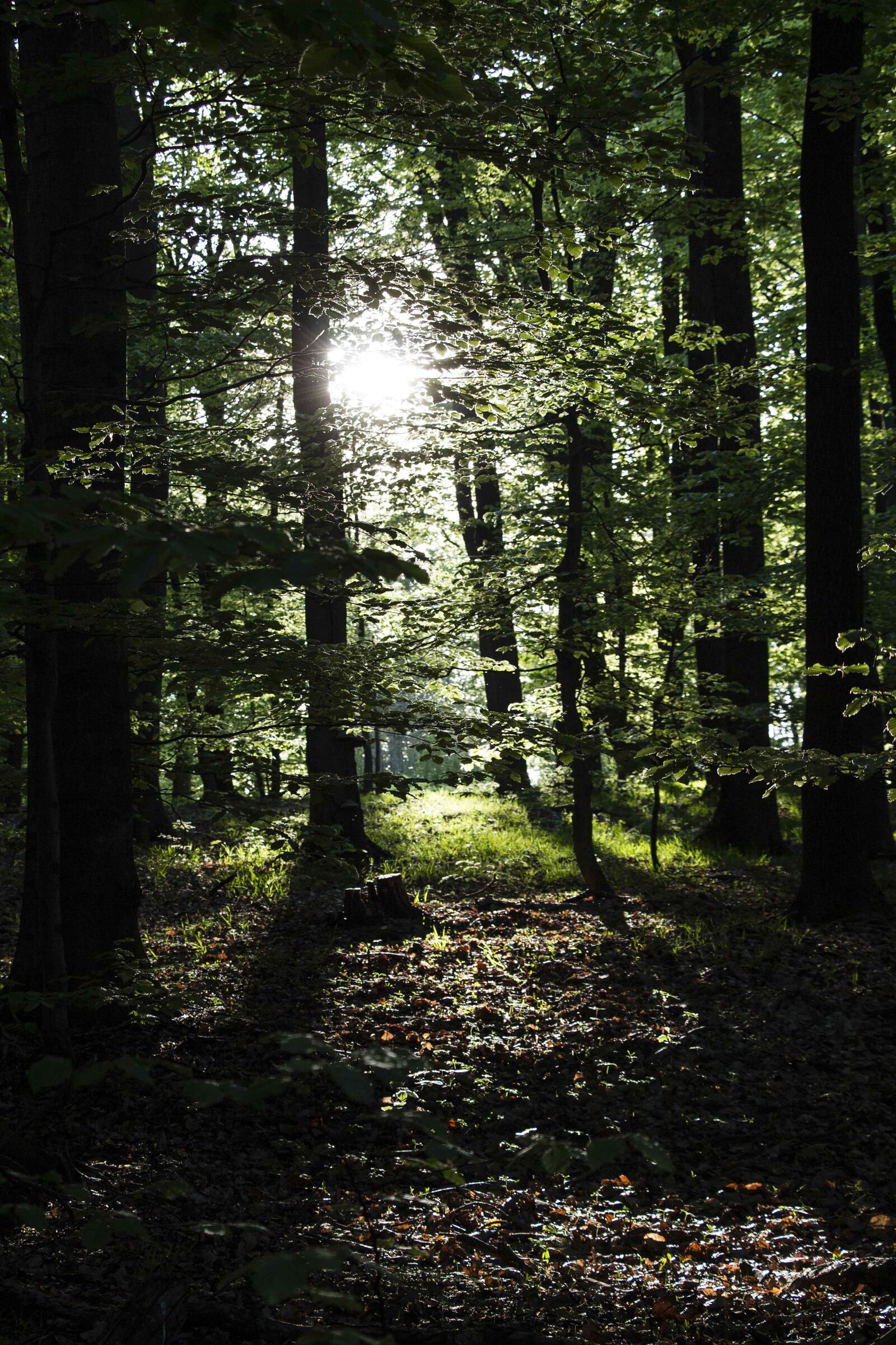 Canon EOS 700D (EOS Rebel T5i / EOS Kiss X7i) sample photo. Forest, trees, nature photography