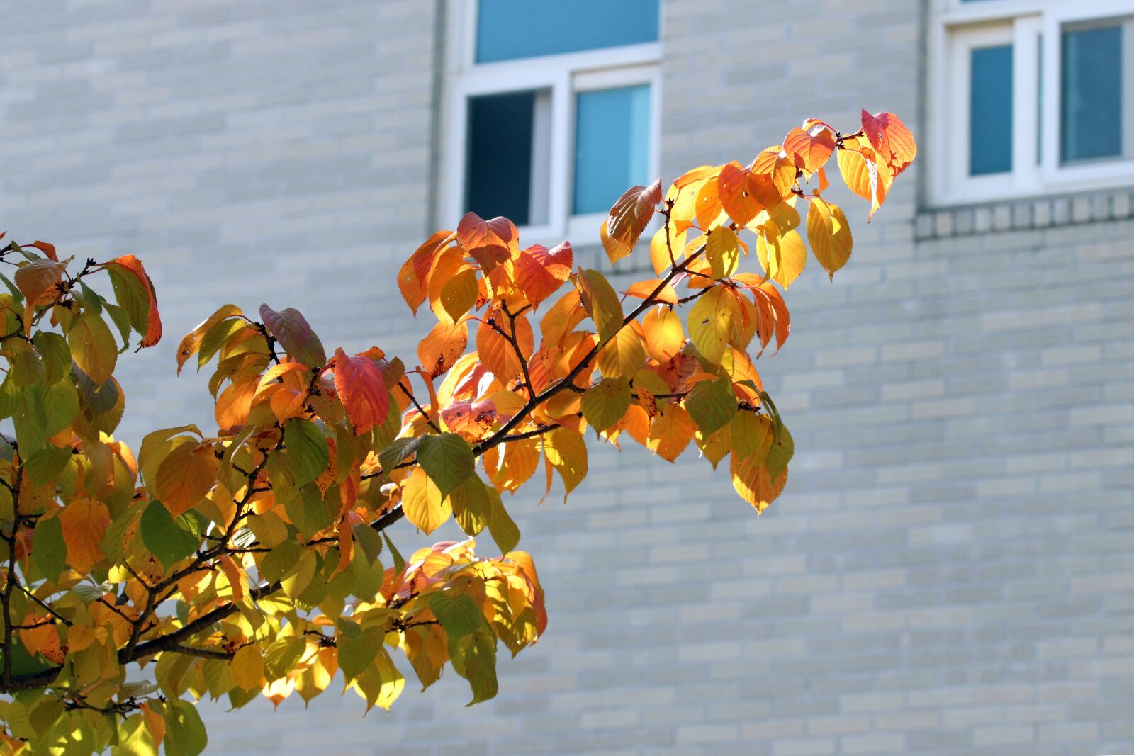 Canon EOS 800D (EOS Rebel T7i / EOS Kiss X9i) sample photo. Autumn leaves, autumn, maple photography
