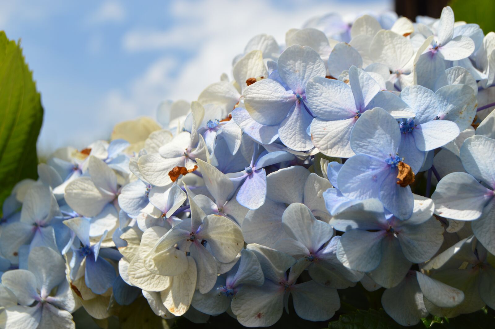 Nikon D3200 sample photo. Flowers, cool, plant photography