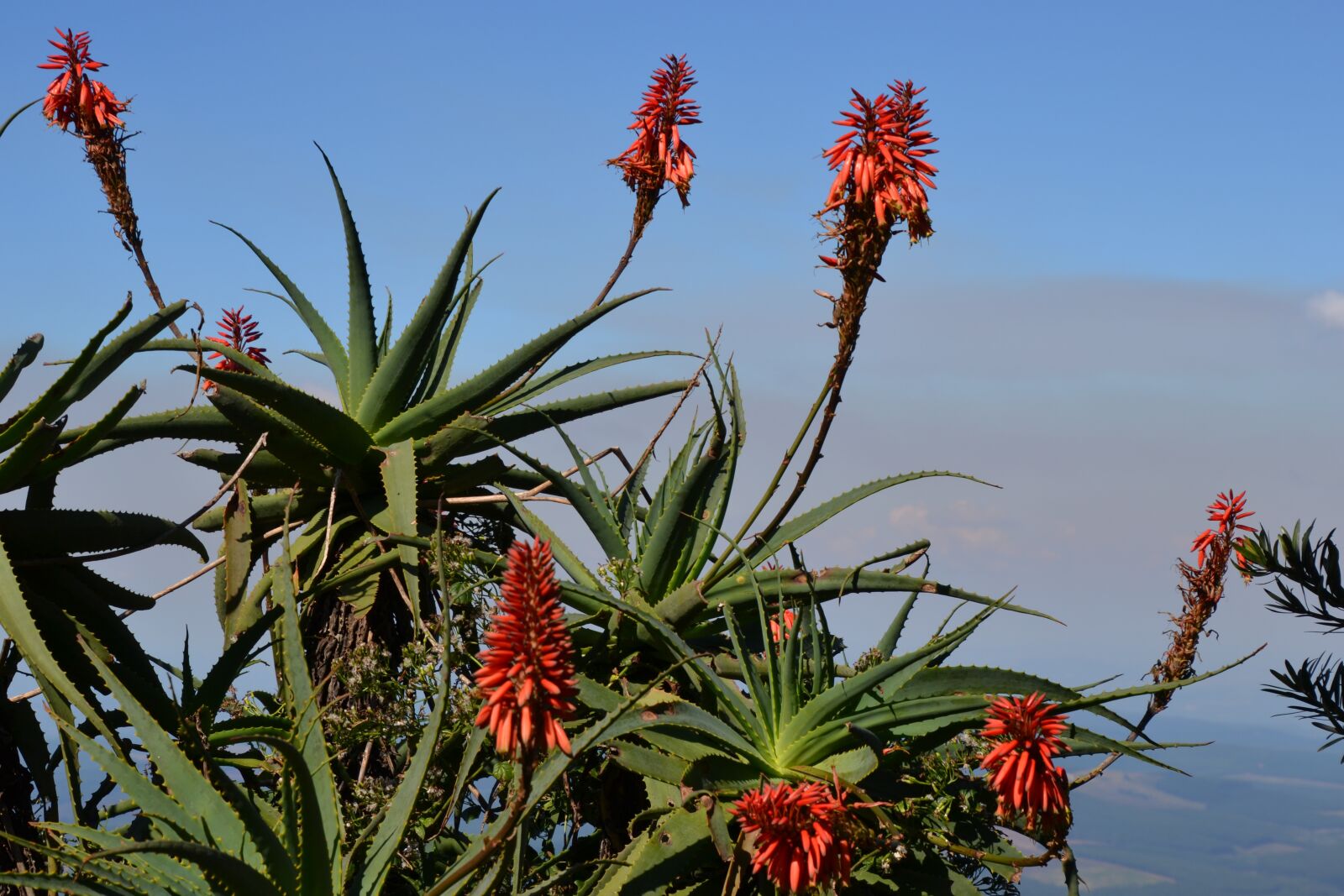 Nikon D3100 sample photo. South africa, flower, cactus photography