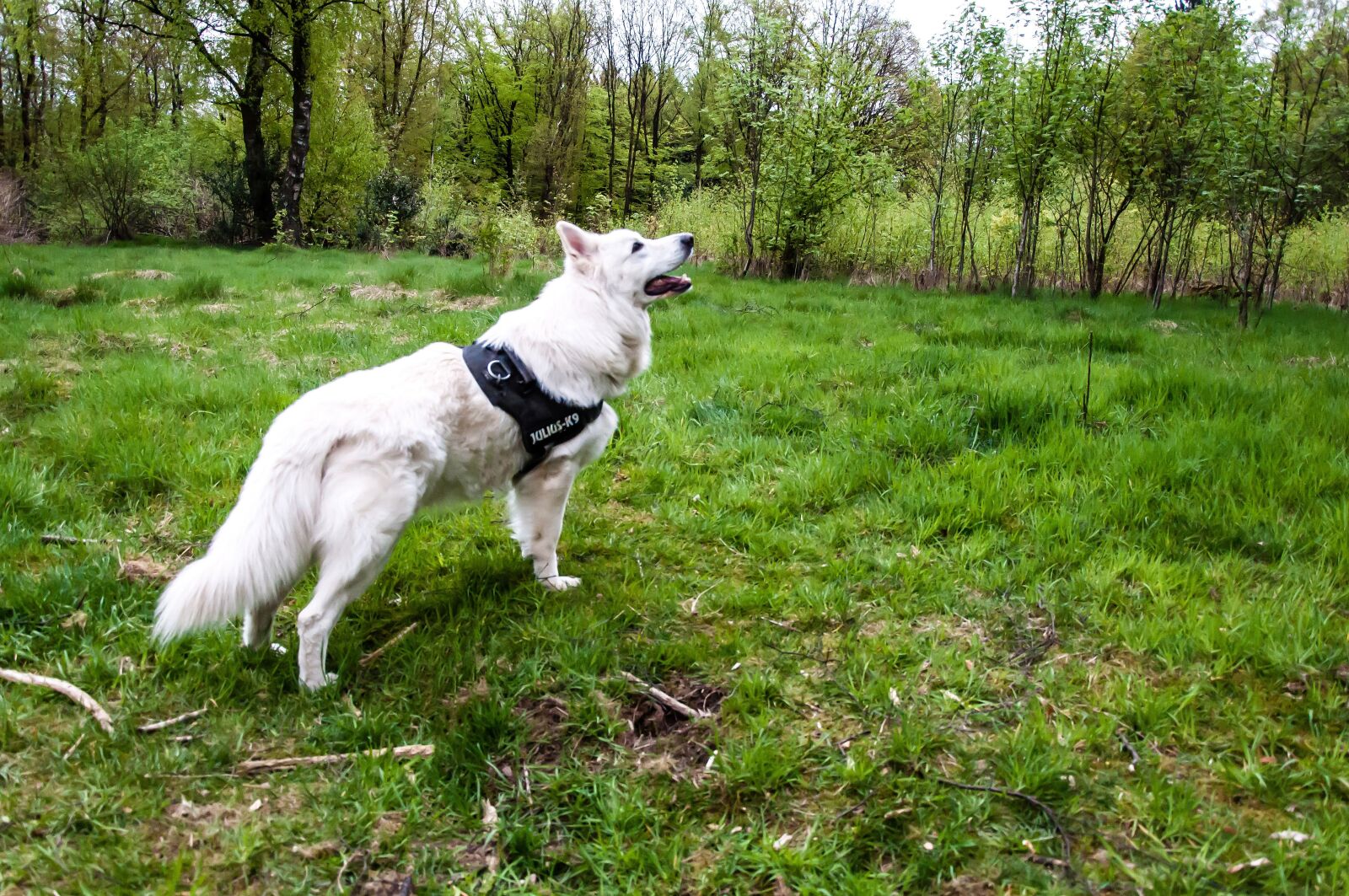 Nikon D5000 sample photo. Dog, creature, pet photography