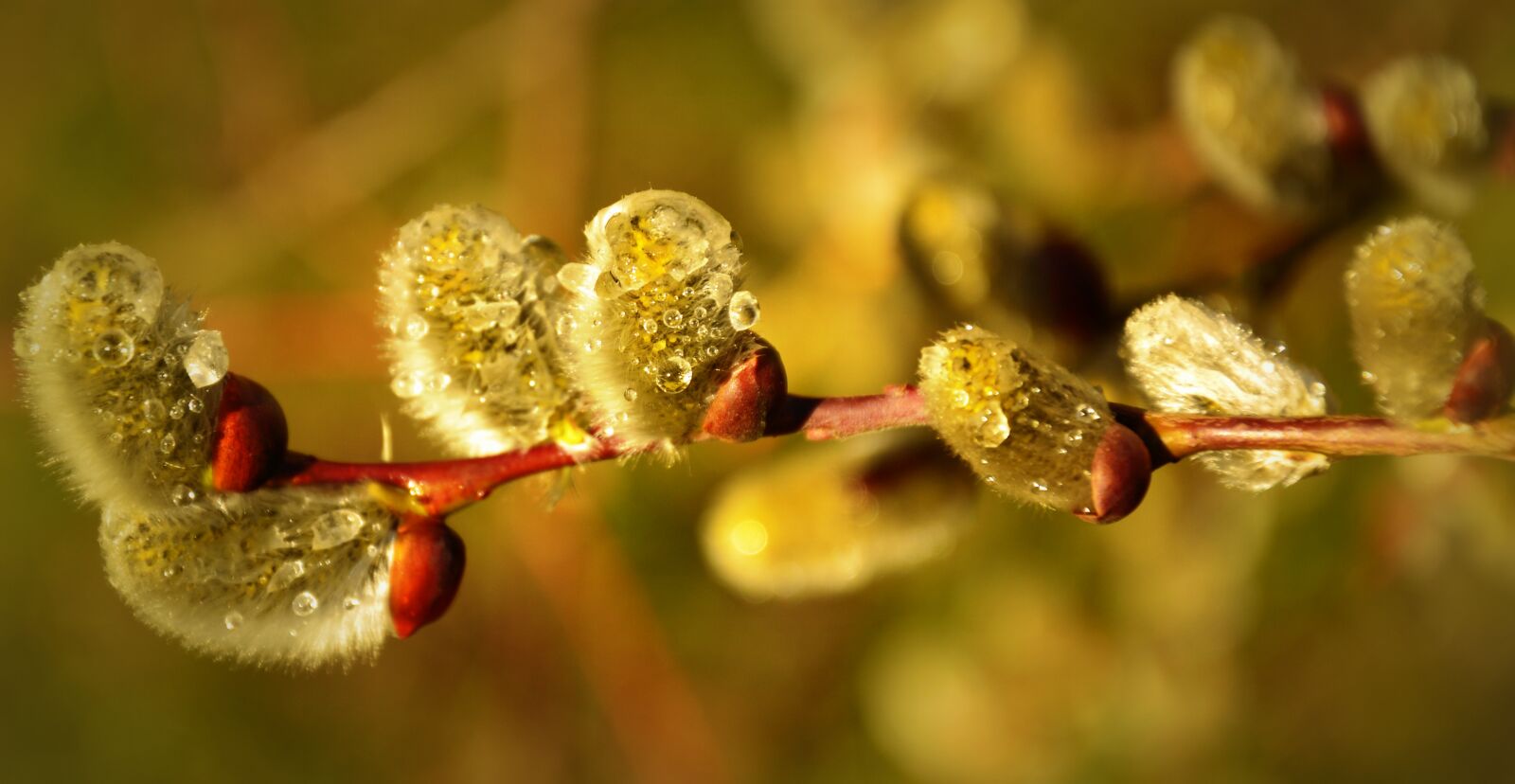 Nikon D3200 sample photo. Willow catkin, palm kitten photography