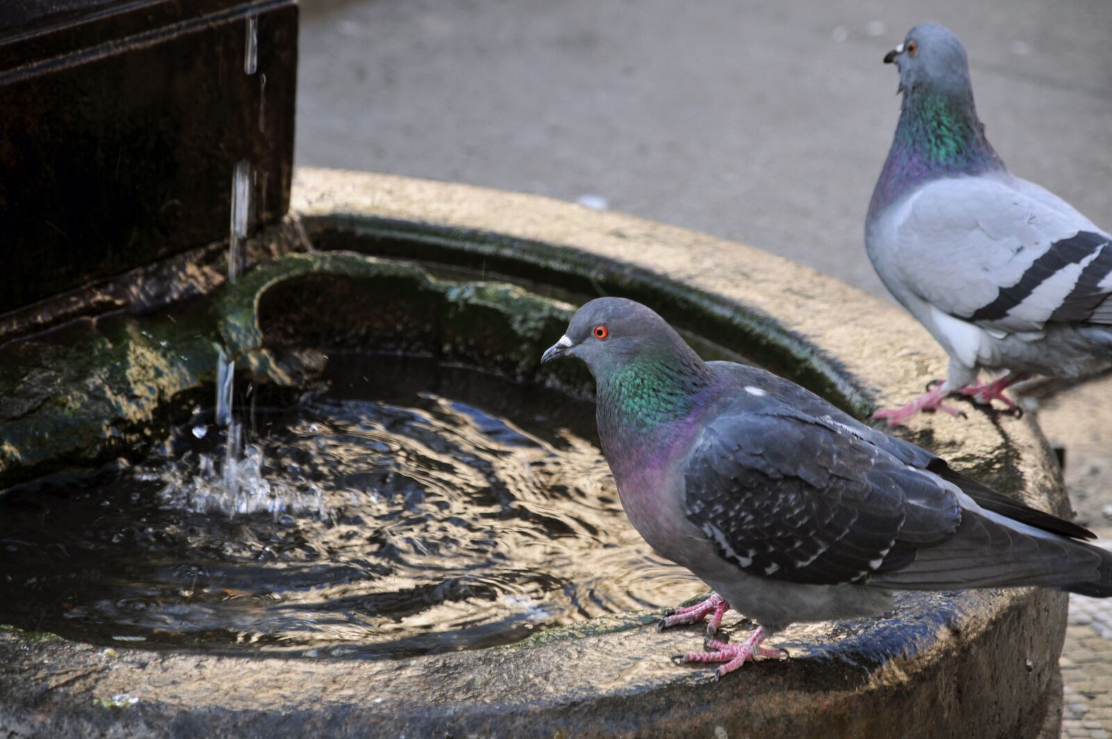 Nikon D300 sample photo. Milan, pigeons, fontanella photography