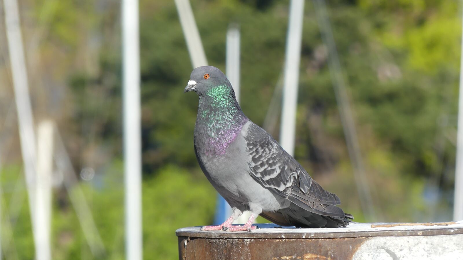 Panasonic Lumix DMC-FZ300 sample photo. Pigeon, nature, bird photography