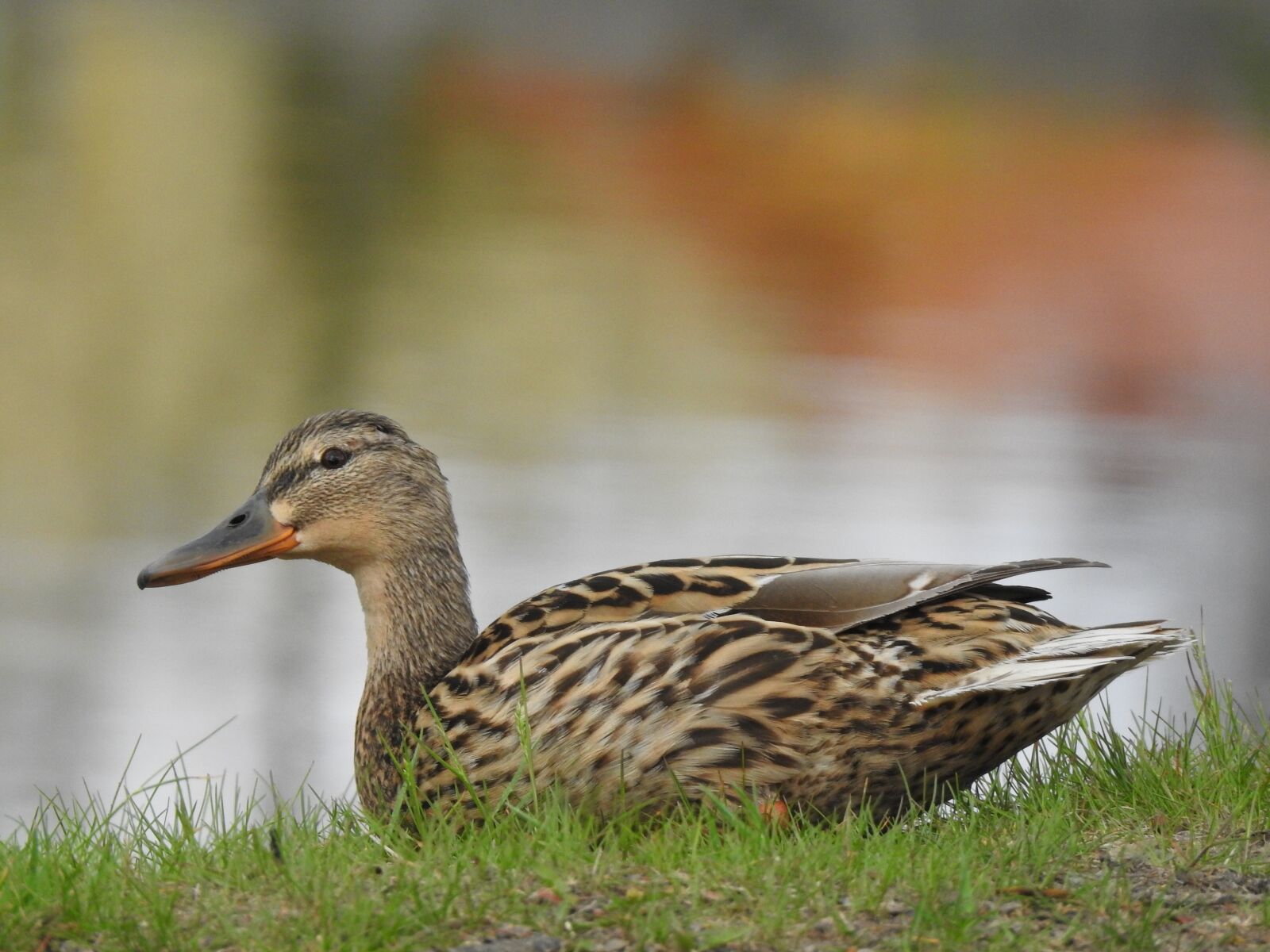 Nikon Coolpix P900 sample photo. Bird, mallard duck, nature photography