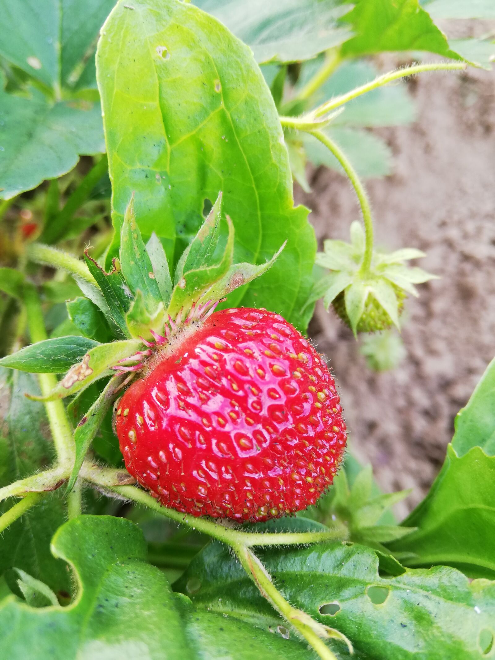 HUAWEI P20 lite sample photo. Strawberry, berry, red photography