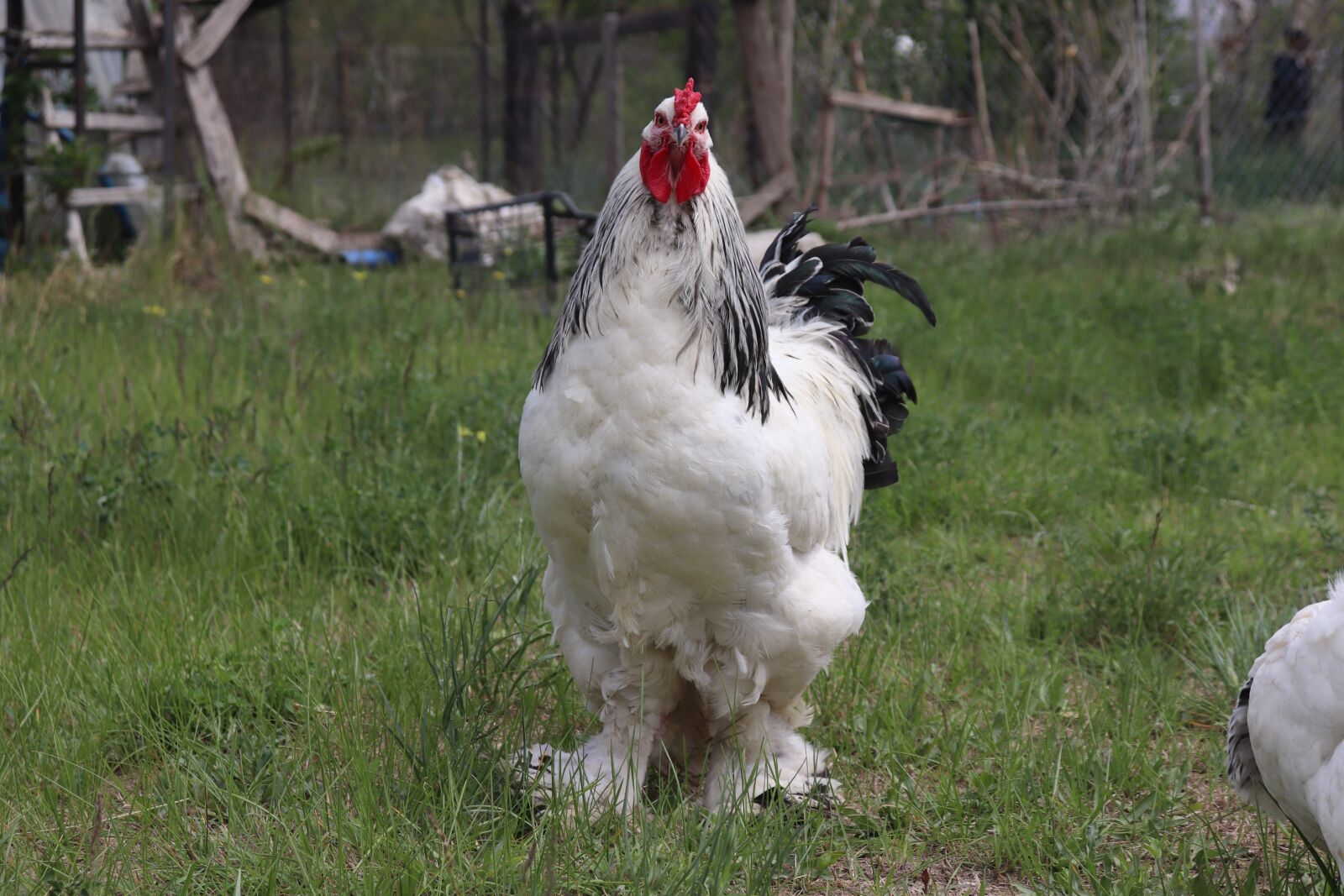 Canon EF-S 18-55mm F4-5.6 IS STM sample photo. Brahma rooster, brahma, indian photography