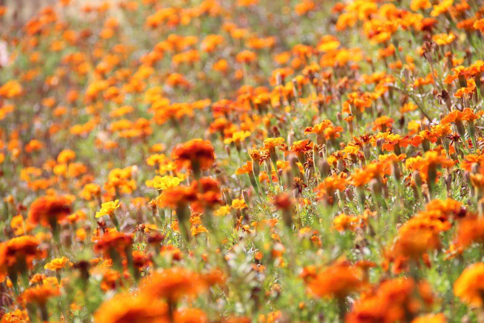 Canon EOS 600D (Rebel EOS T3i / EOS Kiss X5) + Canon EF-S 18-135mm F3.5-5.6 IS sample photo. Flowers, flower field, flower photography