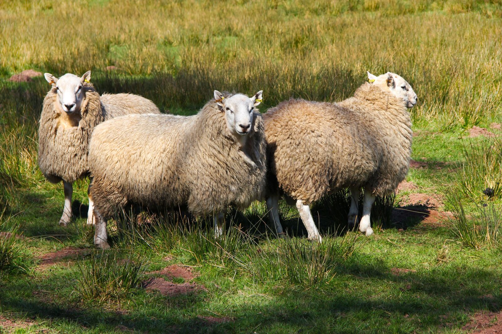 Canon EOS 550D (EOS Rebel T2i / EOS Kiss X4) sample photo. Sheep, livestock, wool photography