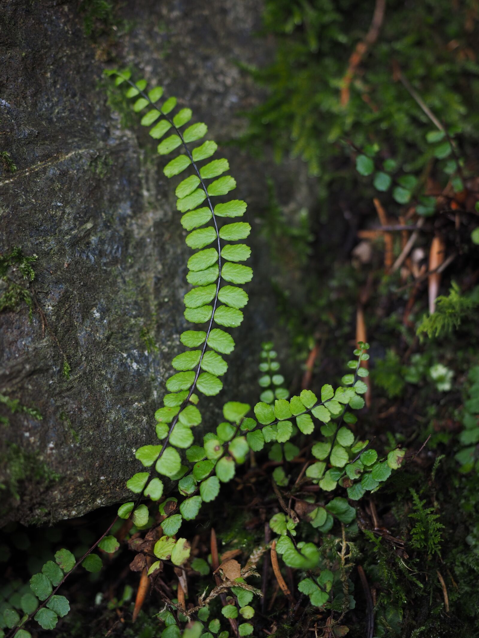 Olympus OM-D E-M1 + Olympus M.Zuiko Digital ED 12-40mm F2.8 Pro sample photo. Fern, plant, green photography