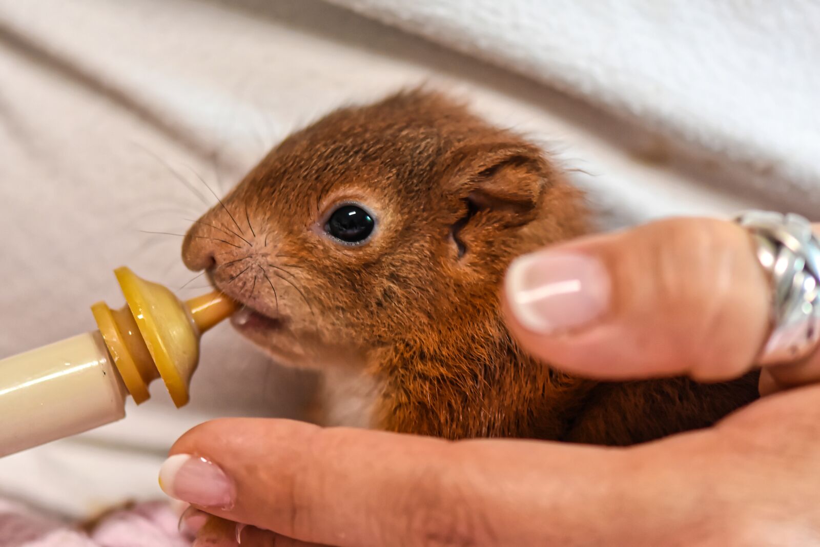 Nikon D7200 sample photo. Squirrel, young animal, foundling photography