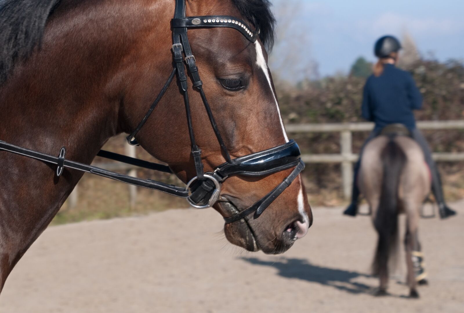 Nikon D300 sample photo. Horse, head, profile photography