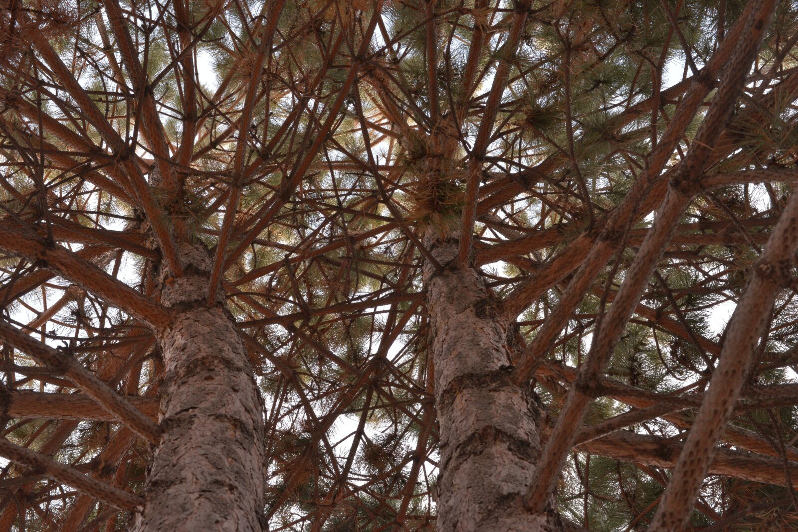 Nikon D610 sample photo. Tree, wood, branch photography