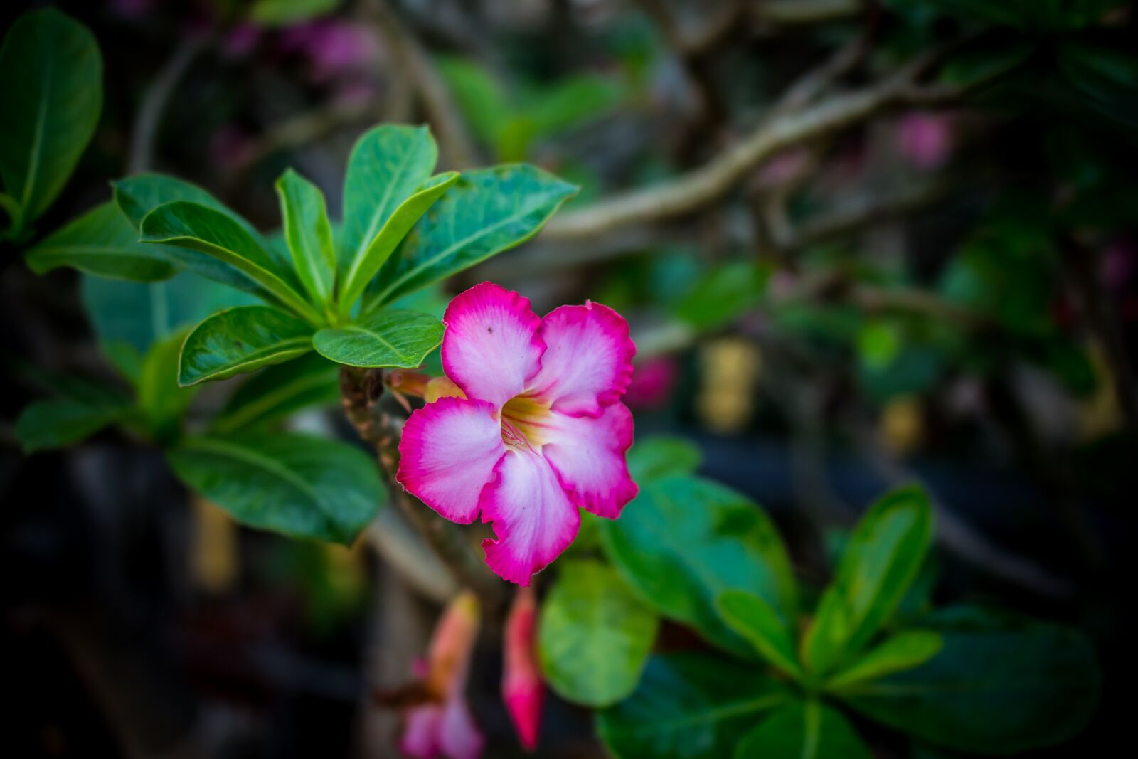 Canon EOS 700D (EOS Rebel T5i / EOS Kiss X7i) sample photo. Flowers, nature, flower photography