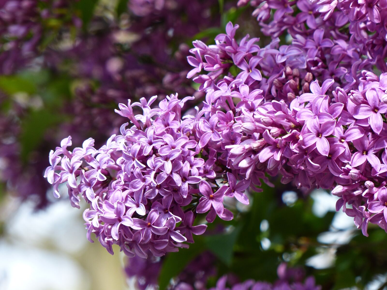 Panasonic Lumix DMC-FZ200 sample photo. Lilac, spring, nature photography