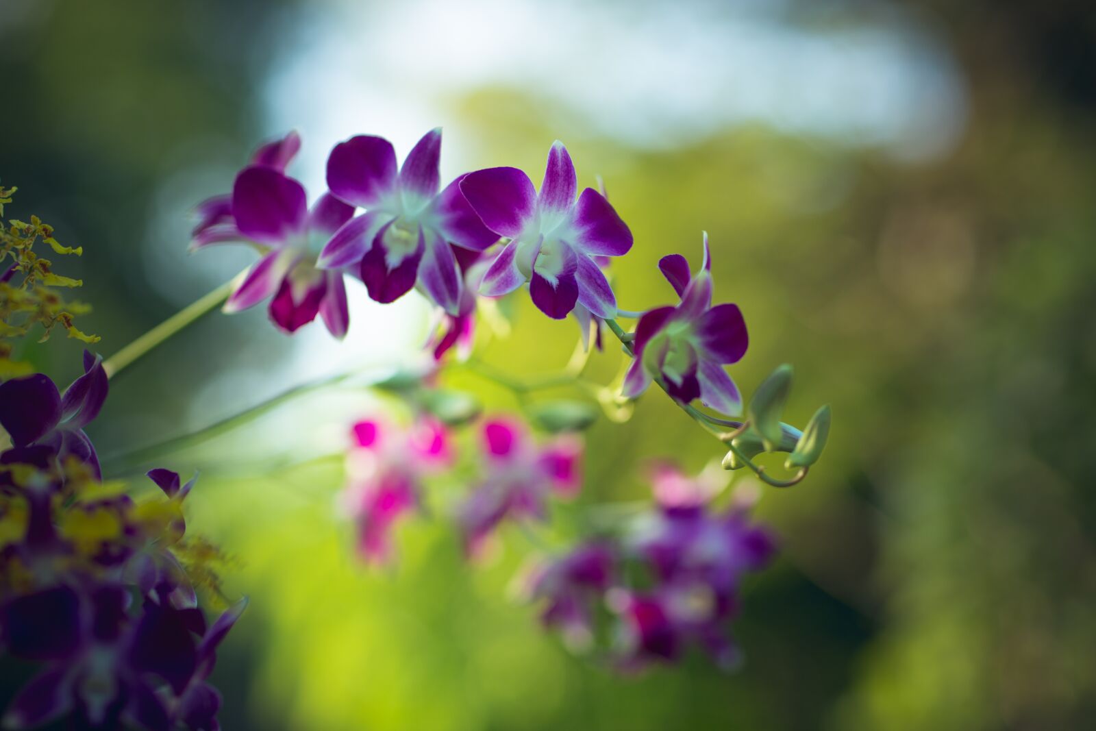 Canon EOS 5D Mark III + Canon EF 85mm F1.2L II USM sample photo. Flower, garden, orchid photography