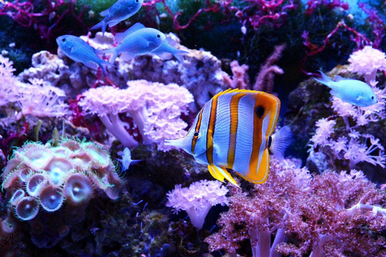 Canon EOS 650D (EOS Rebel T4i / EOS Kiss X6i) sample photo. Butterfly fish, chelmon rostratus photography